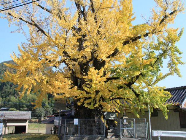 境目の大イチョウ 四国 徳島県 阿波市観光協会